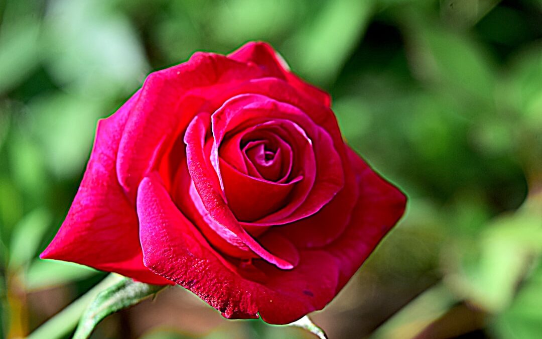 Hello Sunshine’s Upcoming TV